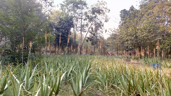 Amlachati Bhesojo Udyan, Jharg