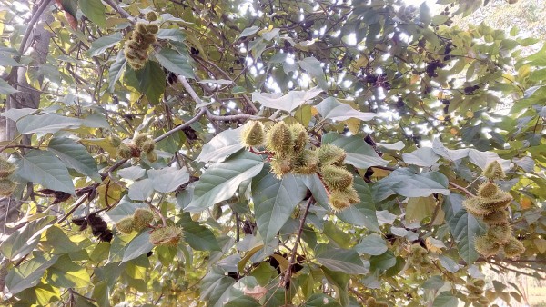 Amlachati Bhesojo Udyan, Jharg